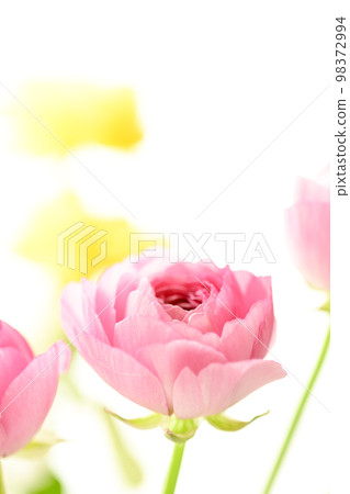 Bright gorgeous pretty pink and yellow flowers for spring imagery Bright gorgeous pretty pink and yellow flowers for spring imagery 98372994