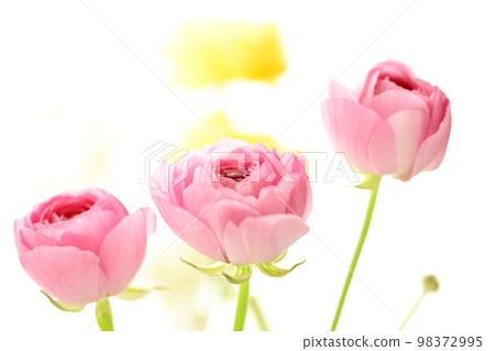Bright gorgeous pretty pink and yellow flowers for spring imagery Bright gorgeous pretty pink and yellow flowers for spring imagery 98372995