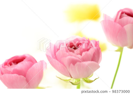 Bright gorgeous pretty pink and yellow flowers for spring imagery Bright gorgeous pretty pink and yellow flowers for spring imagery 98373000