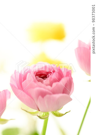 Bright gorgeous pretty pink and yellow flowers for spring imagery 98373001