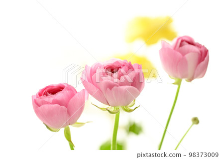 Bright gorgeous pretty pink and yellow flowers for spring imagery 98373009