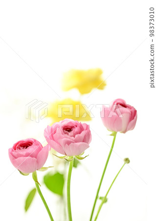 Bright gorgeous pretty pink and yellow flowers for spring imagery 98373010