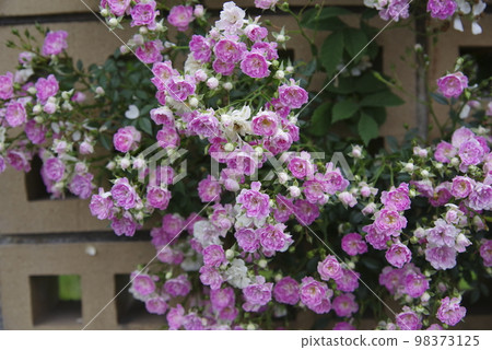 玫瑰園裡盛開著粉紅色的月季花。這朵玫瑰的名字叫宇部小町。 玫瑰園裡盛開著粉紅色的月季花。這朵玫瑰的名字叫宇部小町。 98373125