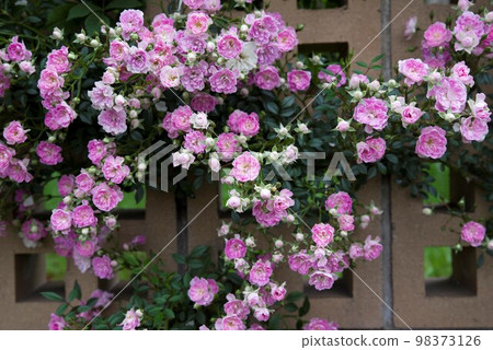 Pink rose flowers are blooming in the rose garden. The name of this rose is Ube Komachi. Pink rose flowers are blooming in the rose garden. The name of this rose is Ube Komachi. 98373126