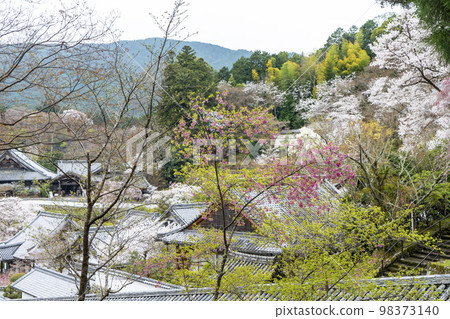 Hasedera spring cherry blossoms 98373140