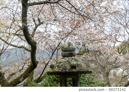 長谷寺春天的櫻花 長谷寺春天的櫻花 98373142