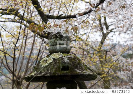 長谷寺春天的櫻花 長谷寺春天的櫻花 98373143