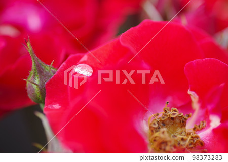 The red rose flower is wet in the rain. 98373283