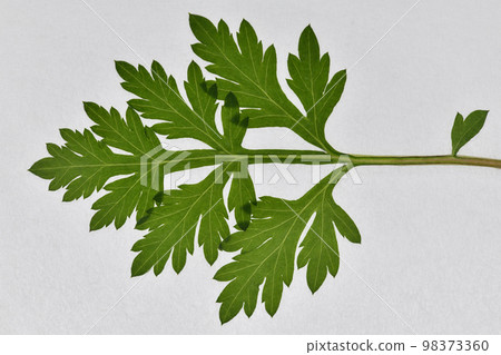 早春的艾葉和葉脈 98373360