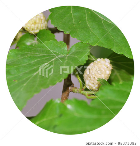 Delicious vitamin and ripe white mulberry in its natural environment 98373382