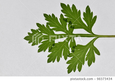 Mugwort leaves and veins in early spring Mugwort leaves and veins in early spring 98373434