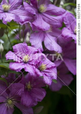 Red-purple clematis flowers are blooming. The variety name is Comtesse de Jobe. Red-purple clematis flowers are blooming. The variety name is Comtesse de Jobe. 98373494