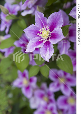 Blooming purple clematis flowers. The cultivar name is Peel. 98373677