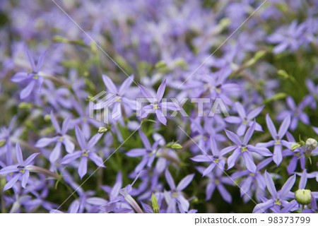 Isotoma flowers are in bloom in the park. The scientific name is Isotoma. 98373799