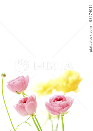 Bright gorgeous cute pink and yellow flowers that feel spring Bright gorgeous cute pink and yellow flowers that feel spring 98374013