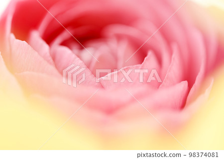 明亮華麗可愛的粉色和黃色花朵,感覺春天 明亮華麗可愛的粉色和黃色花朵,感覺春天 98374081