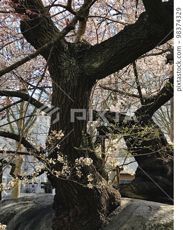 Image of spring in Iwate Prefecture Edohiganzakura blooming on a huge granite rock Image of spring in Iwate Prefecture Edohiganzakura blooming on a huge granite rock 98374329