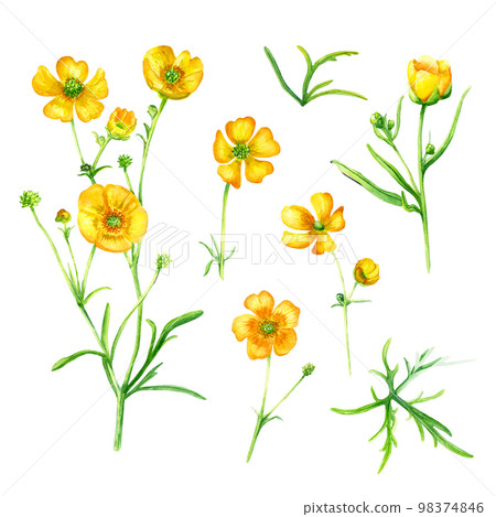 Set of wild flower buttercup blooms and leaves watercolor illustration isolated on white 98374846