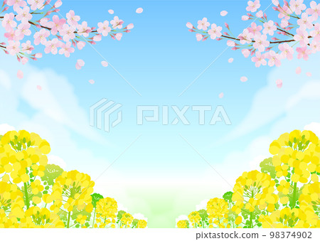 Rape blossoms and cherry blossoms Sakura blue sky Rape blossoms and cherry blossoms Sakura blue sky 98374902