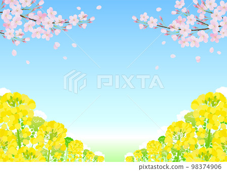 油菜花和櫻花櫻花藍天 油菜花和櫻花櫻花藍天 98374906