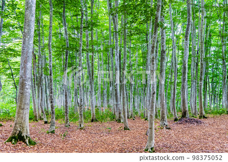 夏天的新潟縣美人林十日町 98375052