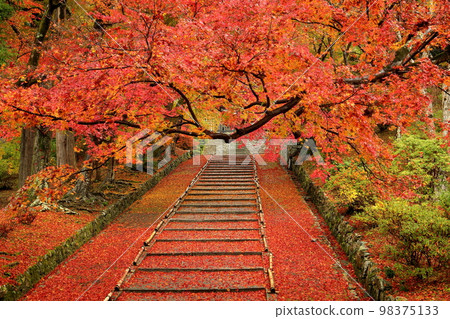 Anshu Inariyama-cho, Yamashina Ward, Kyoto City, Kyoto Prefecture Autumn leaves and maples on the steps of the approach to Gohozan Ankoku-in Izumo-ji Temple, also known as Bishamondo Monzeki 98375133