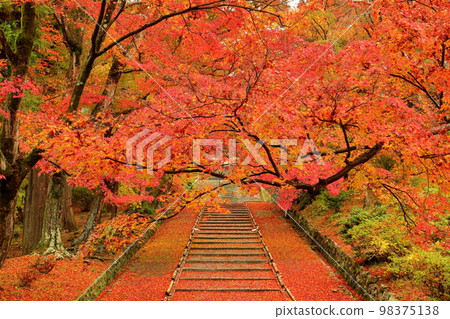 Anshu Inariyama-cho, Yamashina Ward, Kyoto City, Kyoto Prefecture Autumn leaves and maples on the steps of the approach to Gohozan Ankoku-in Izumo-ji Temple, also known as Bishamondo Monzeki 98375138