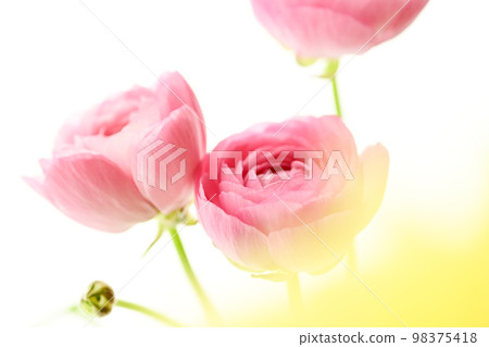 Bright gorgeous cute beautiful pink and yellow flowers perfect for spring image Bright gorgeous cute beautiful pink and yellow flowers perfect for spring image 98375418