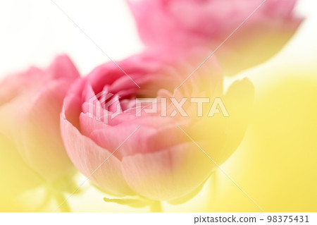 Bright gorgeous cute beautiful pink and yellow flowers perfect for spring image 98375431