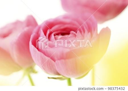 Bright gorgeous cute beautiful pink and yellow flowers perfect for spring image 98375432