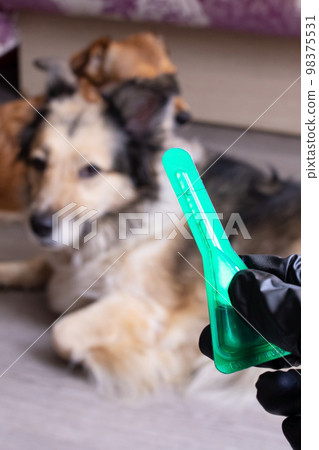 Flea drops for dogs and gloved hand 98375531