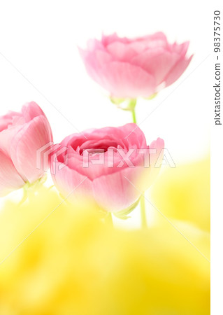 Bright beautiful cute pink and yellow flowers perfect for the image of spring 98375730