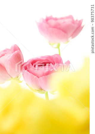 Bright beautiful cute pink and yellow flowers perfect for the image of spring Bright beautiful cute pink and yellow flowers perfect for the image of spring 98375731