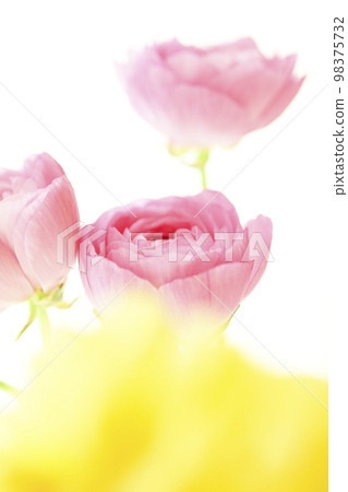 Bright beautiful cute pink and yellow flowers perfect for the image of spring 98375732