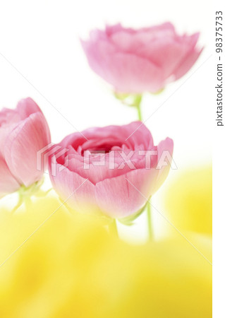 明亮美麗可愛的粉色和黃色花朵非常適合春天的形象 明亮美麗可愛的粉色和黃色花朵非常適合春天的形象 98375733