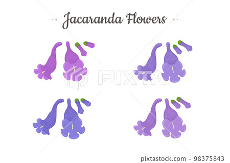 Jacaranda Mimosifolia tree. Flowers and buds set. Jacaranda Mimosifolia tree. Flowers and buds set. 98375843
