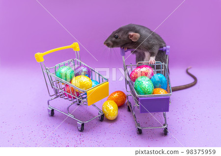 Happy Easter background. Easter eggs are colorful in a shopping basket on purple paper. Dumbo rat stands on its hind legs and leans on a basket. Holiday concept. Copy space for text. Happy Easter background. Easter eggs are colorful in a shopping basket on purple paper. Dumbo rat stands on its hind legs and leans on a basket. Holiday concept. Copy space for text. 98375959