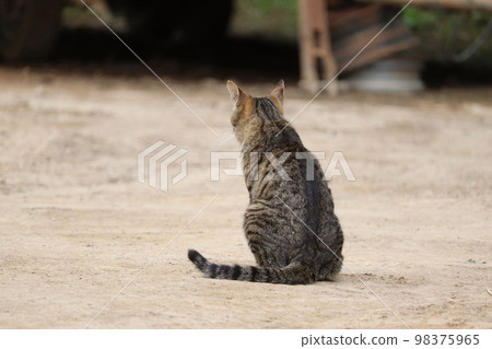 cat from behind 98375965