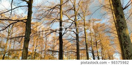 Autumn trees Autumn trees 98375982
