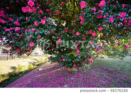 奈良平城宮遺址的一棵大茶樹 98376286