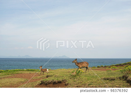 Deer in the savannah of Nozaki Island 2 98376392