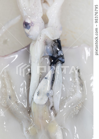 Studying different animals in science lab. 98376795