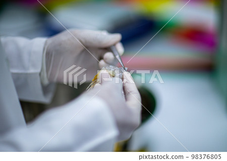 Studying different animals in science lab. Studying different animals in science lab. 98376805