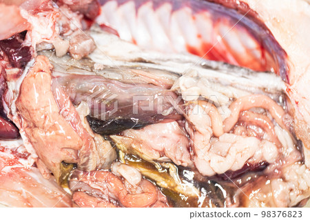 Studying different animals in science lab. Studying different animals in science lab. 98376823