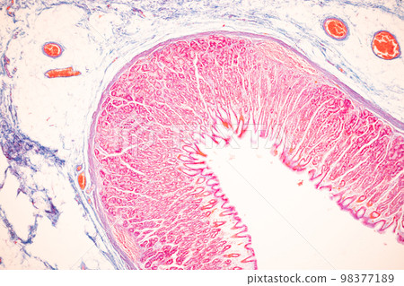 Tissue of Small intestine (Duodenum), Large intestine Human and Stomach Human under the microscope in Lab. Tissue of Small intestine (Duodenum), Large intestine Human and Stomach Human under the microscope in Lab. 98377189