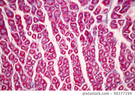 Tissue of Small intestine (Duodenum), Large intestine Human and Stomach Human under the microscope in Lab. Tissue of Small intestine (Duodenum), Large intestine Human and Stomach Human under the microscope in Lab. 98377194