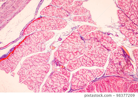 Tissue of Small intestine (Duodenum), Large intestine Human and Stomach Human under the microscope in Lab. 98377209