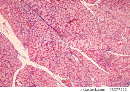 Tissue of Small intestine (Duodenum), Large intestine Human and Stomach Human under the microscope in Lab. Tissue of Small intestine (Duodenum), Large intestine Human and Stomach Human under the microscope in Lab. 98377212