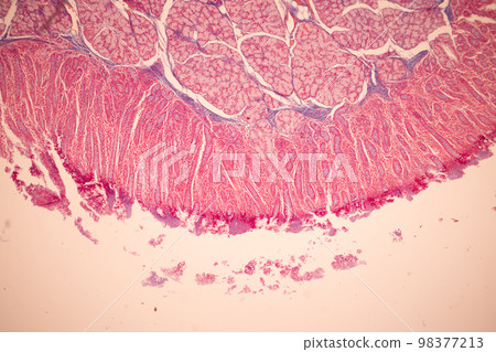 Tissue of Small intestine (Duodenum), Large intestine Human and Stomach Human under the microscope in Lab. 98377213