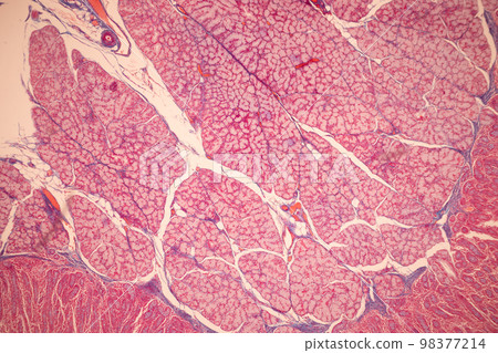 Tissue of Small intestine (Duodenum), Large intestine Human and Stomach Human under the microscope in Lab. Tissue of Small intestine (Duodenum), Large intestine Human and Stomach Human under the microscope in Lab. 98377214